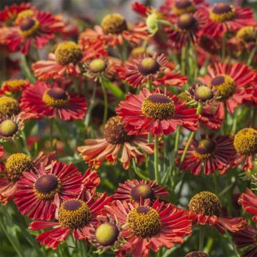 Helenium automnale Mariachi Ranchera