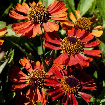 Helenium automnale Siesta