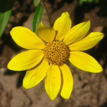 Helianthella quinquernervis