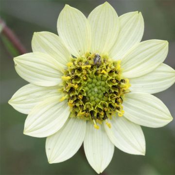 Helianthus giganteus Sheila's Sunshine