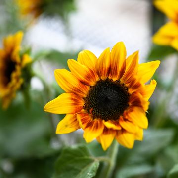 Girasol F1 Helios Flame