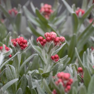 Helichrysum Red Jewel - Siemprevivo