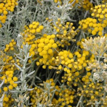Curry - Helichrysum italicum subsp. microphyllum
