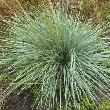 Helictotrichon sempervirens Pendula - Avena Azul
