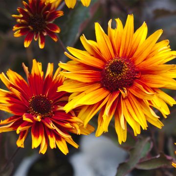 Heliopsis helianthoides var. scabra Funky Spinner