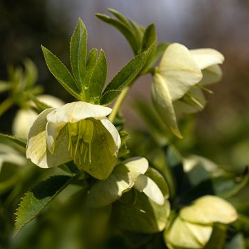 Eléboro oriental Yellow Lady