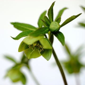 Eléboro multifidus - Helleboro múltiple