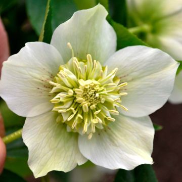 Eléboro oriental Anemone Blanco