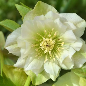 Eléboro oriental Double Blanco
