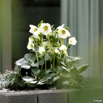 Eléboro lemperii Lisann