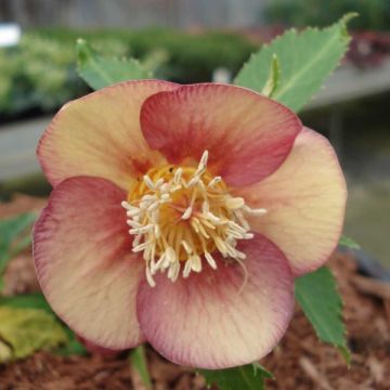 Eléboro oriental Special Pink