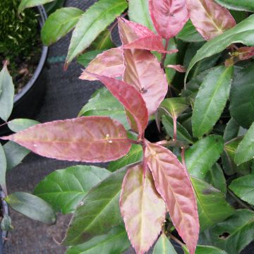 Helwingia chinensis (Hembra)