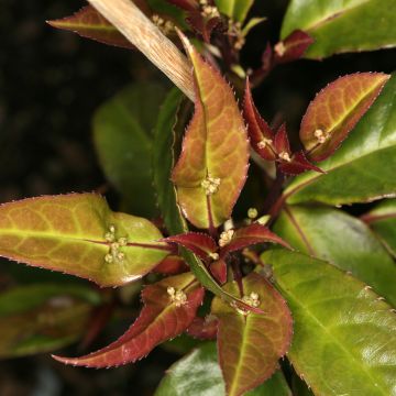 Helwingia chinensis (Macho) 