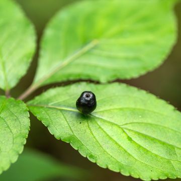 Helwingia japonica (Hembra)