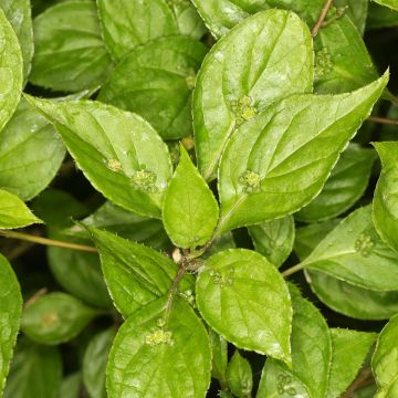 Helwingia japonica (Macho)