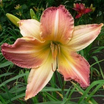 Hemerocallis Abstract Art