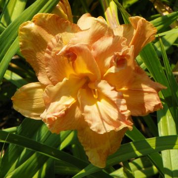 Hemerocallis Angelic Grin