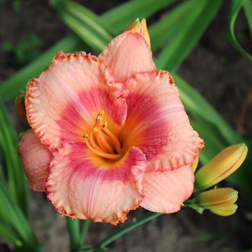 Hemerocallis Candide Hemerocallis Candide