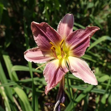 Hemerocallis Carmen Marie Hemerocallis Carmen Marie