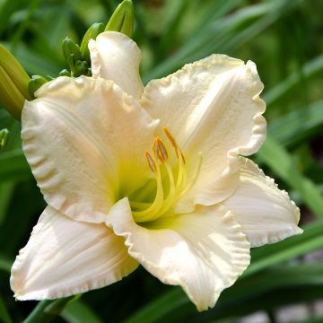 Hemerocallis Chateau Blanc Hemerocallis Chateau Blanc