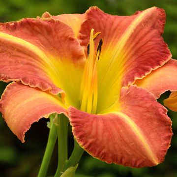 Hemerocallis Crackling Rosie Hemerocallis Crackling Rosie