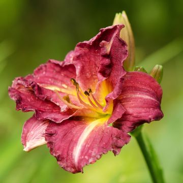Hemerocallis Desdemona Hemerocallis Desdemona