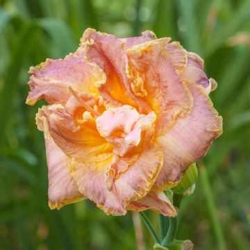 Hemerocallis Double Pink Peony Hemerocallis Double Pink Peony
