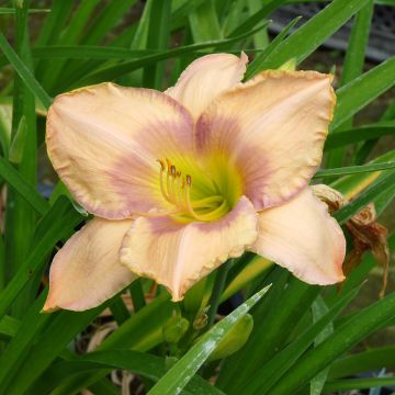 Hemerocallis Elegantissima Hemerocallis Elegantissima