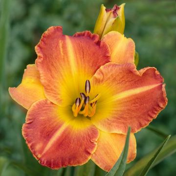 Hemerocallis Everydaylily Bronze