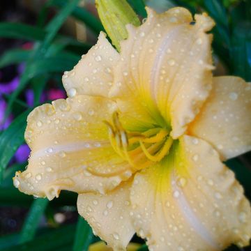 Hemerocallis Femme Osage Hemerocallis Femme Osage