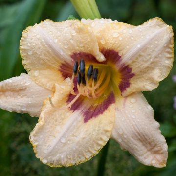 Hemerocallis Gay Cravat Hemerocallis Gay Cravat