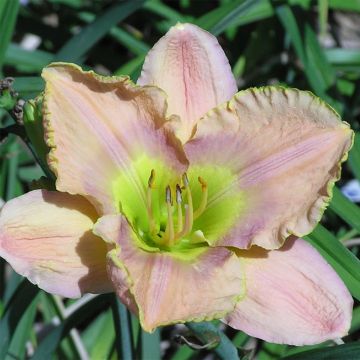 Hemerocallis Graceland