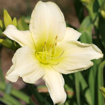 Hemerocallis Icily Light Hemerocallis Icily Light