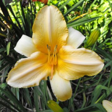 Hemerocallis Ivory Marble Hemerocallis Ivory Marble