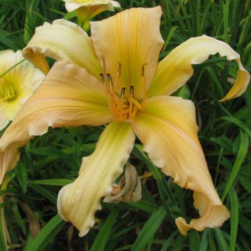 Hemerocallis Jan s Twister Hemerocallis Jan s Twister