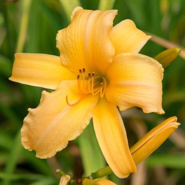 Hemerocallis Judge Orr Hemerocallis Judge Orr