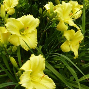 Hemerocallis Lemon Lyric Hemerocallis Lemon Lyric