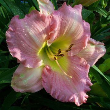 Hemerocallis Pink Flirt Hemerocallis Pink Flirt