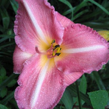 Hemerocallis Royal Flair