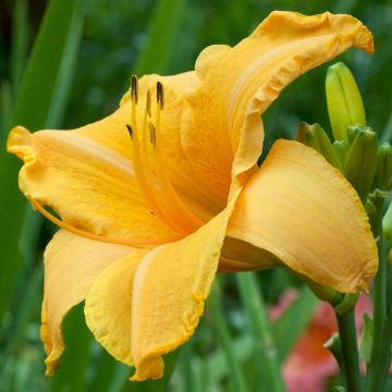 Hemerocallis Ruffled Apricot Hemerocallis Ruffled Apricot
