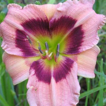 Hemerocallis Siloam Bo Peep Hemerocallis Siloam Bo Peep