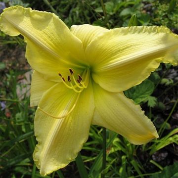 Hemerocallis Soft Cashmere Hemerocallis Soft Cashmere