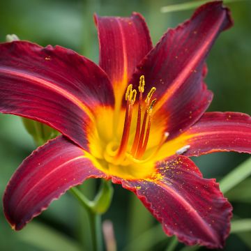 Hemerocallis Sweet Hot Chocolate Hemerocallis Sweet Hot Chocolate