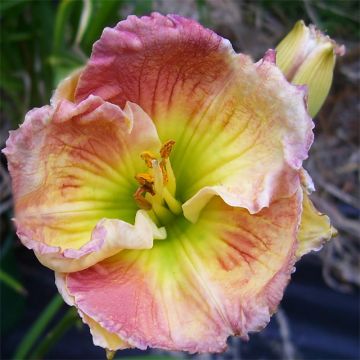 Hemerocallis Indy Reflections