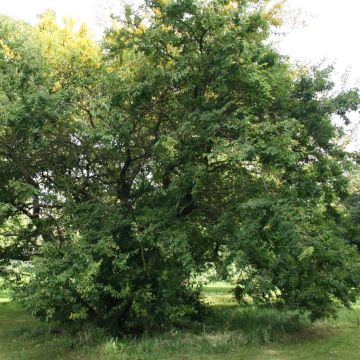 Hemiptelea davidii - Olmo Chino
