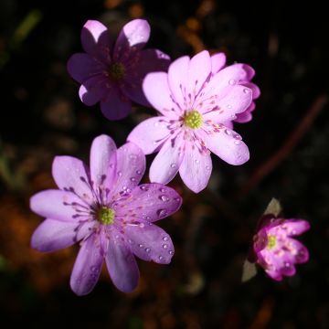 Hepatica nobilis Rosea Hepatica nobilis Rosea