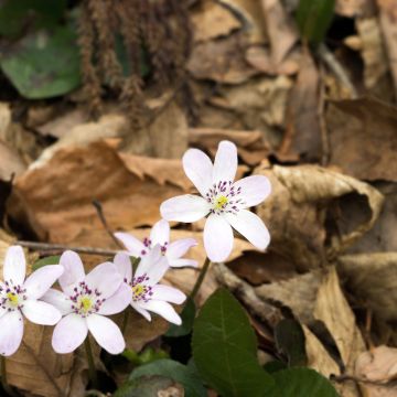 Hepatica nobilis White Forest Hepatica nobilis White Forest