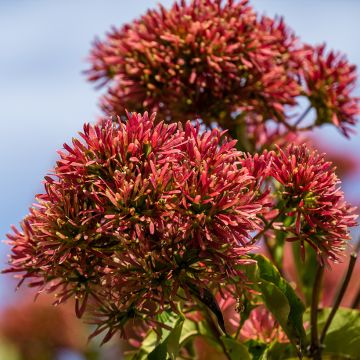 Flor de siete hijos Temple of Bloom - Heptacodium miconioides