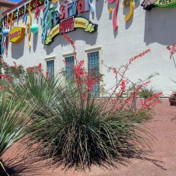 Hesperaloe parviflora - Yuca Roja