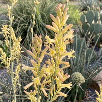 Hesperaloe parviflora Arizona Sunrise - Yuca Roja
